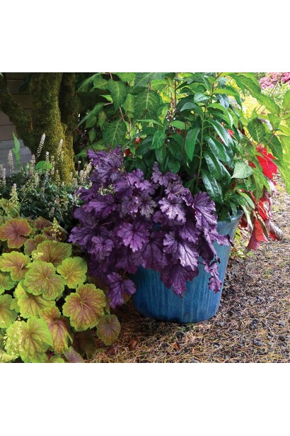 Гейхера гібридна Форевер Пурпур в ландшафті